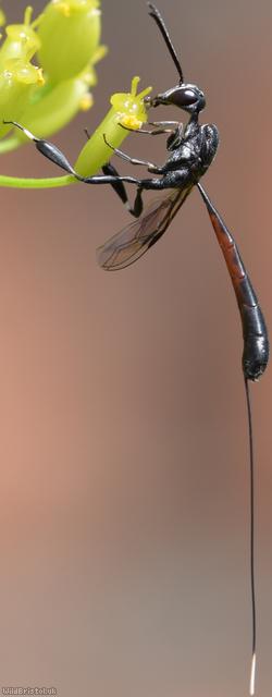 image for Ensign and Pennant Parasitoid Wasps