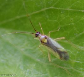 Campyloneura virgula