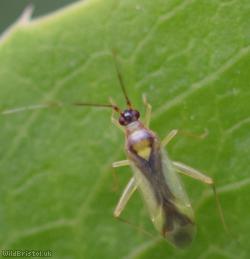 Campyloneura virgula