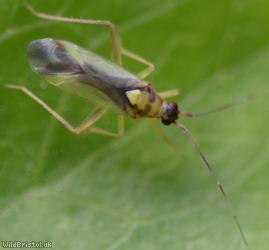 Campyloneura virgula