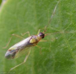 Campyloneura virgula