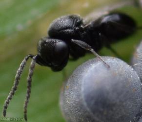 Platygastroid Parasitic Wasp Unidentified