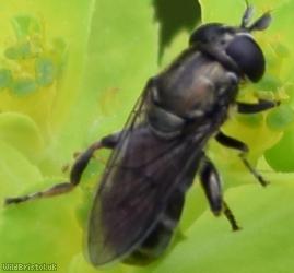 Rural Lesser Bulb-fly