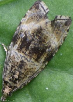 Moth Unidentified 18