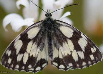 image for Marbled White