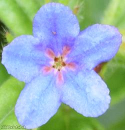 image for Purple Gromwell