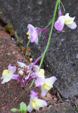 Annual Toadflax