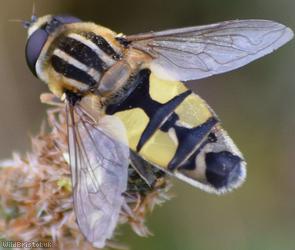 Large Tiger Hoverfly