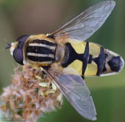 image for Large Tiger Hoverfly