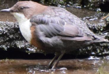 image for Dippers