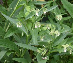 image for Common Comfrey