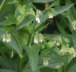 Common Comfrey