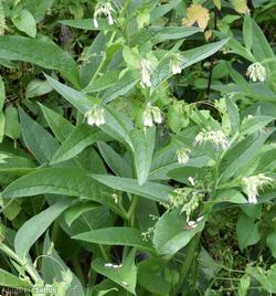 Common Comfrey