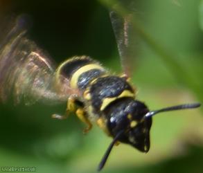 Three-banded Mason Wasp
