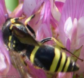 Three-banded Mason Wasp