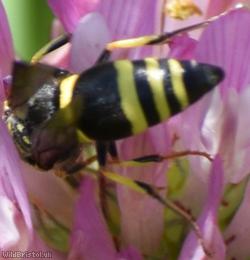 Three-banded Mason Wasp