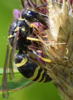 Three-banded Mason Wasp