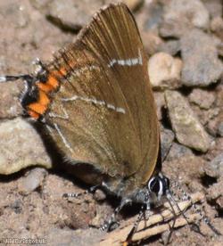 White-letter Hairstreak
