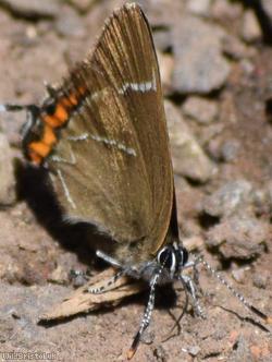White-letter Hairstreak
