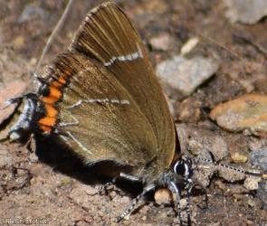 White-letter Hairstreak