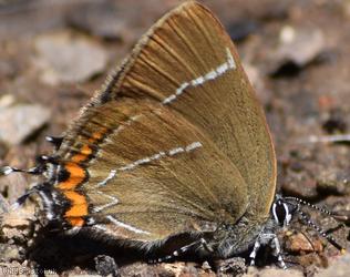 White-letter Hairstreak