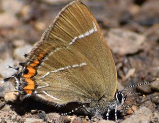 White-letter Hairstreak