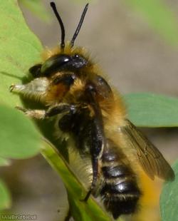 Willughby's Leefcutter Bee