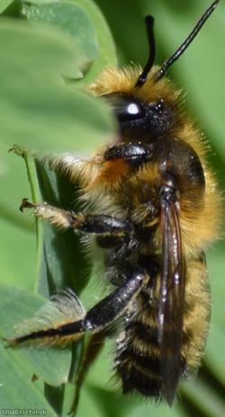 Willughby's Leefcutter Bee