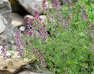 image for Common Fumitory