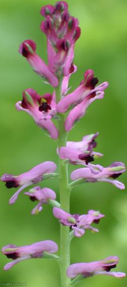 Common Fumitory