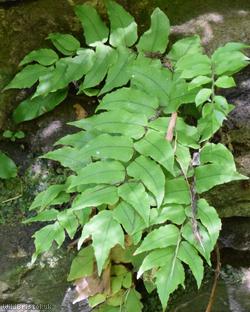 Fortune's Holly-fern