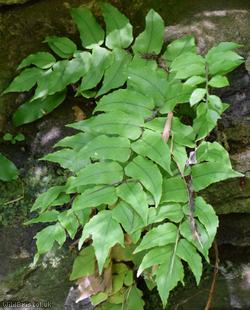 Fortune's Holly-fern