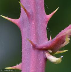 Red-tinted Bramble
