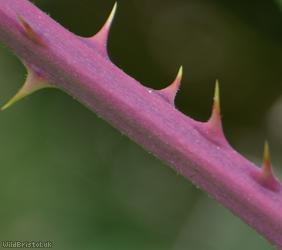 Red-tinted Bramble