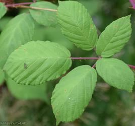 image for Rubus rubritinctus