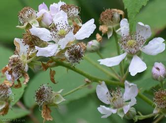 Red-tinted Bramble