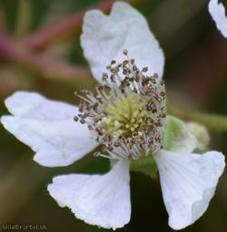 Red-tinted Bramble