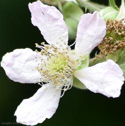 Rubus wirralensis