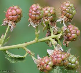 Rubus scissus