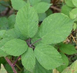image for Rubus trichodes
