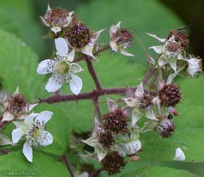 Rubus trichodes