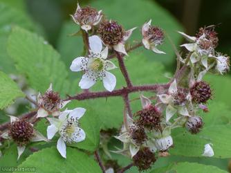 Rubus trichodes