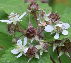 Rubus trichodes