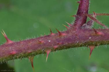 Rubus trichodes