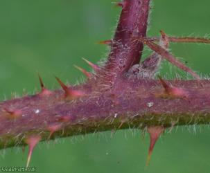 Rubus trichodes