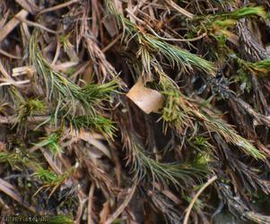 Bank Haircap Moss