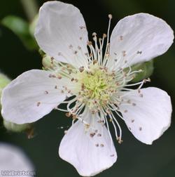 Rubus percrispus