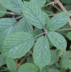 Retrorse-toothed Bramble