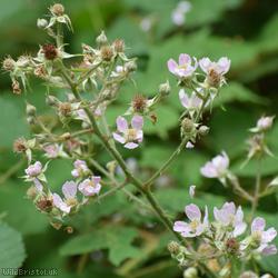 Fine-panicled Bramble