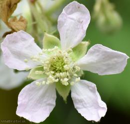 Fine-panicled Bramble